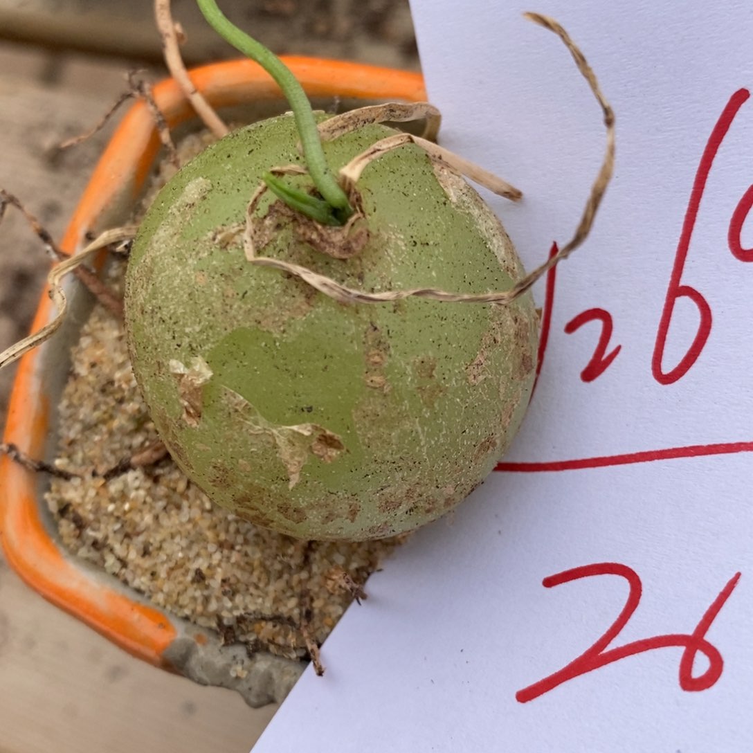 1269苍角殿一颗一颗