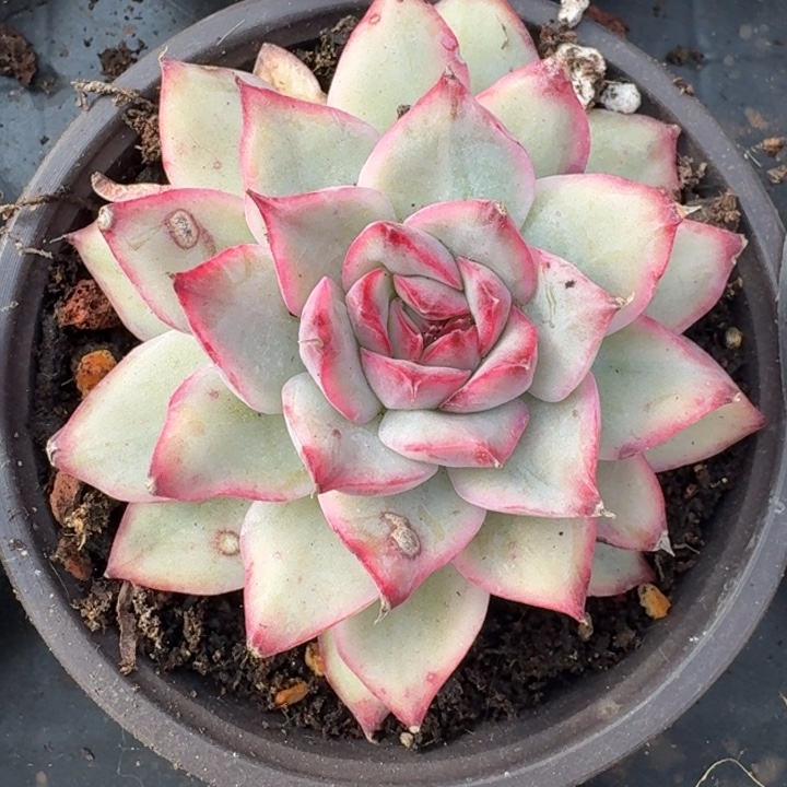 荷花白拉丝锦一物一拍