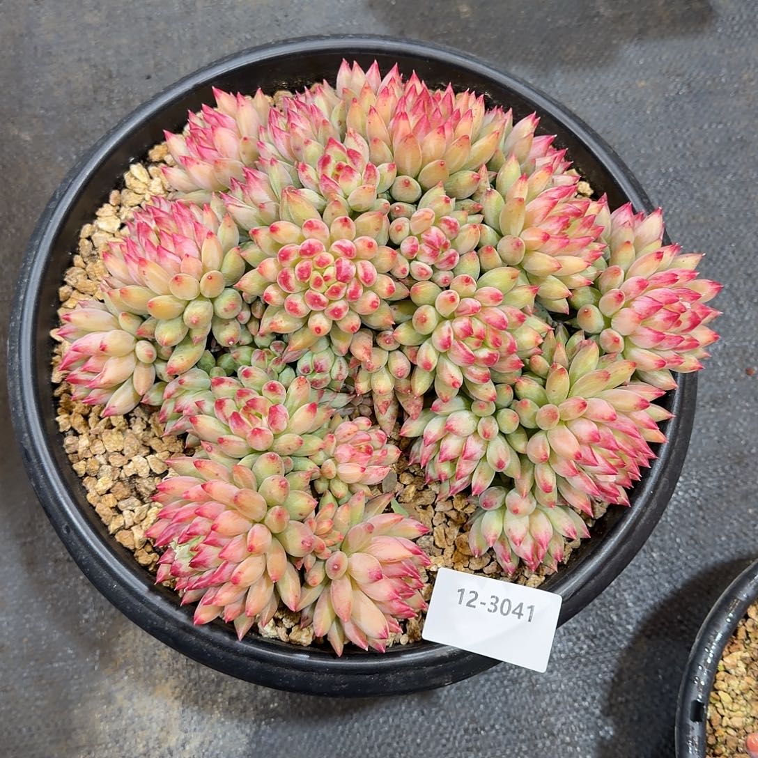 3041二代虞美人多肉植物