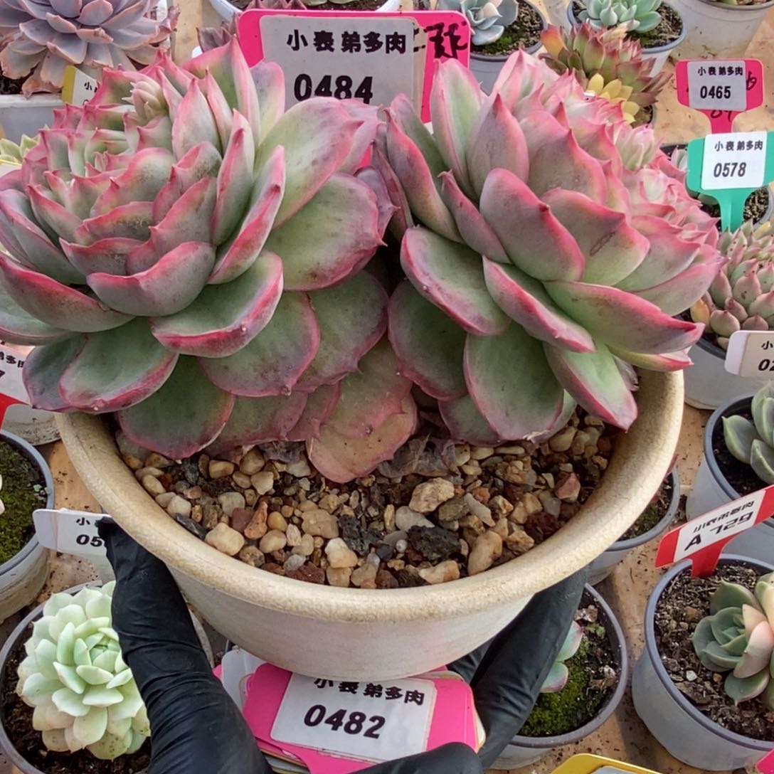 484侧影玫瑰锦锦锦锦