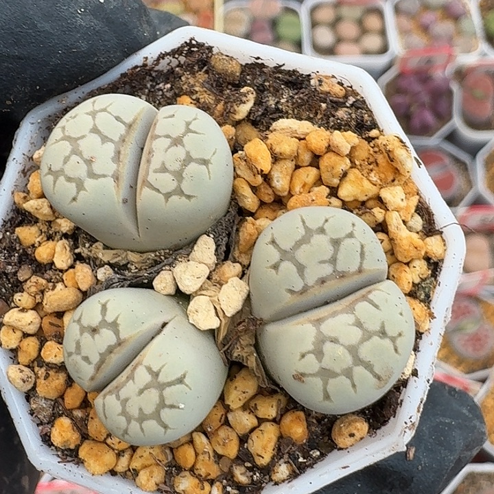 生石花22/：//。    279号