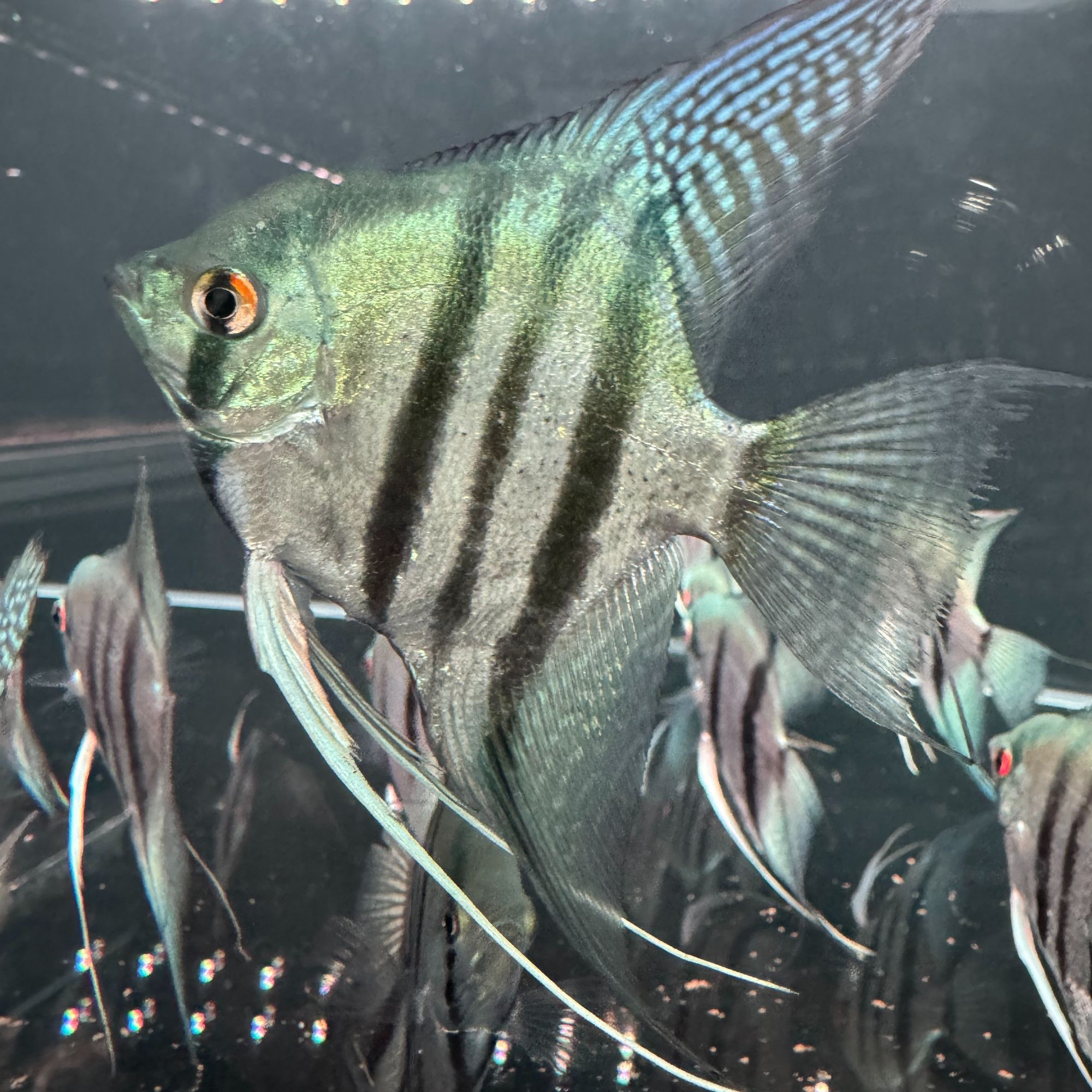 【蓝魔神仙种鱼】温顺百搭神仙鱼小型热带观赏鱼适合新手练手