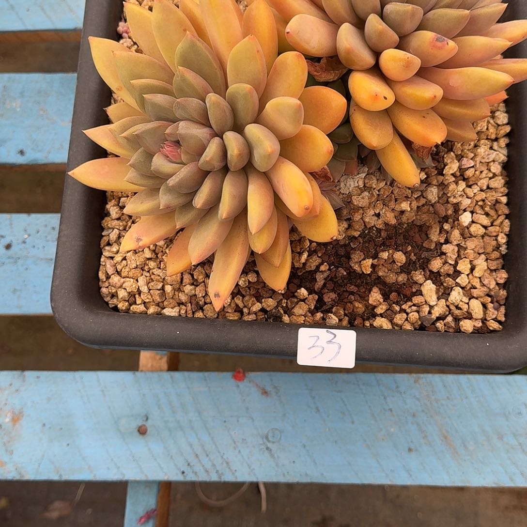 33 号象牙多肉植物 00000