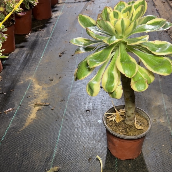 27燕子锦多肉多肉多肉