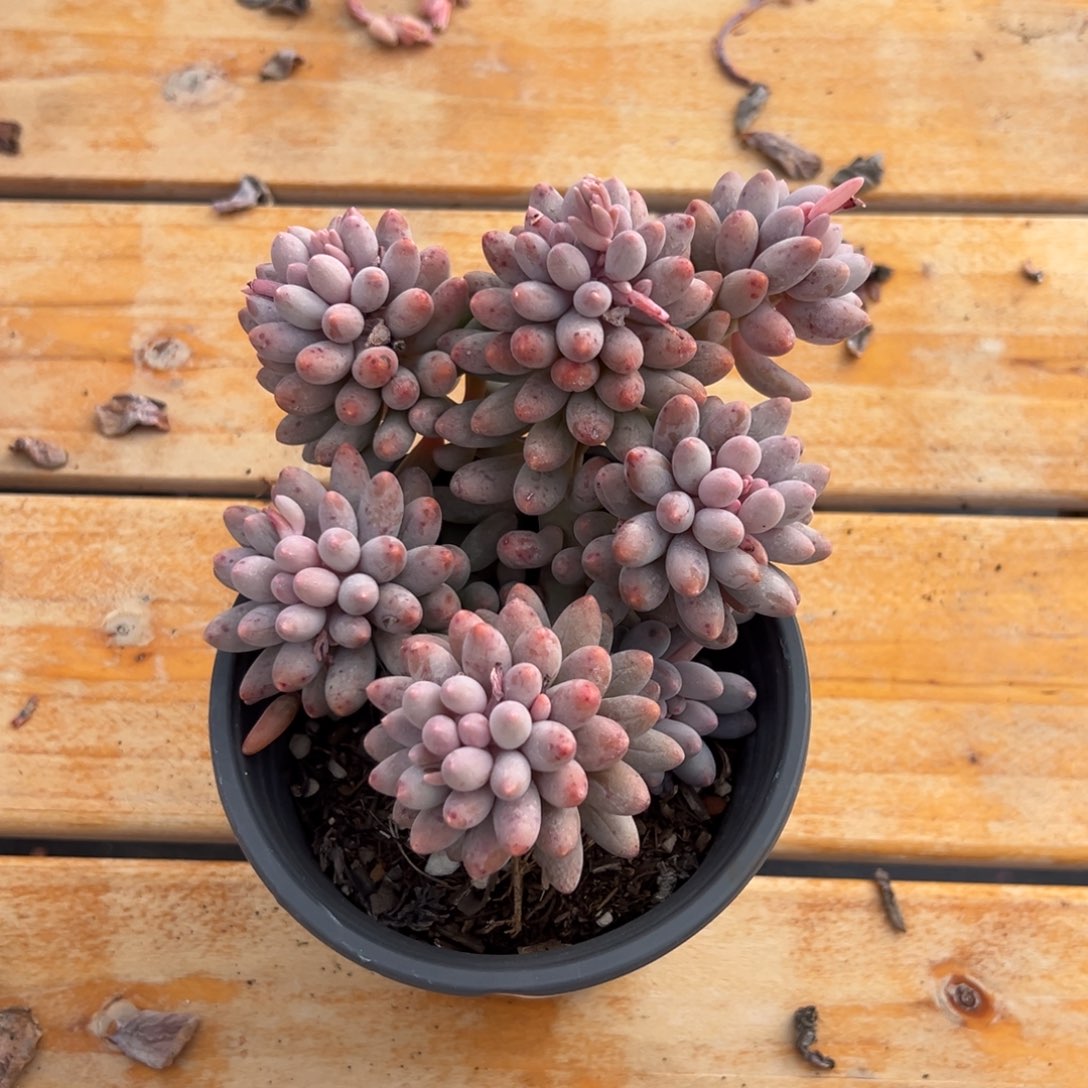 多肉婴儿手指【非偏远地区满18包邮】