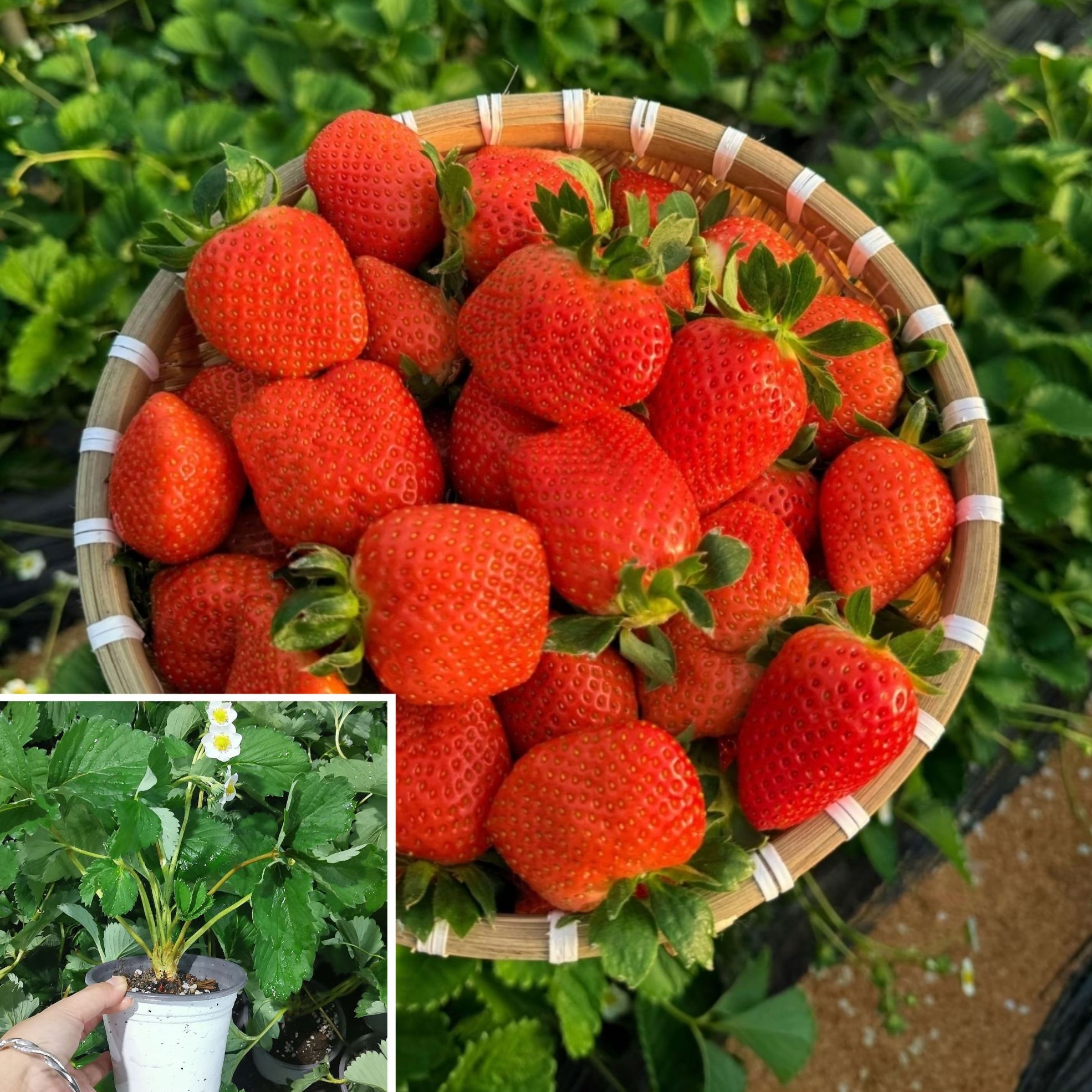 【双十二】【香野 隋珠—120盆栽苗草莓苗】早熟品种南北可种大红果