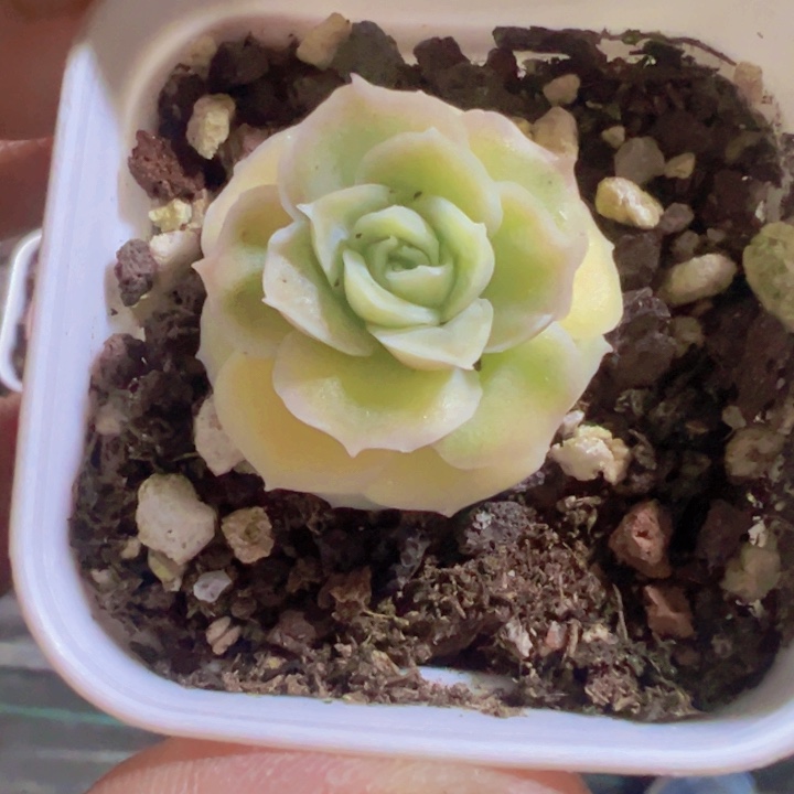 水晶虾饺精品多肉