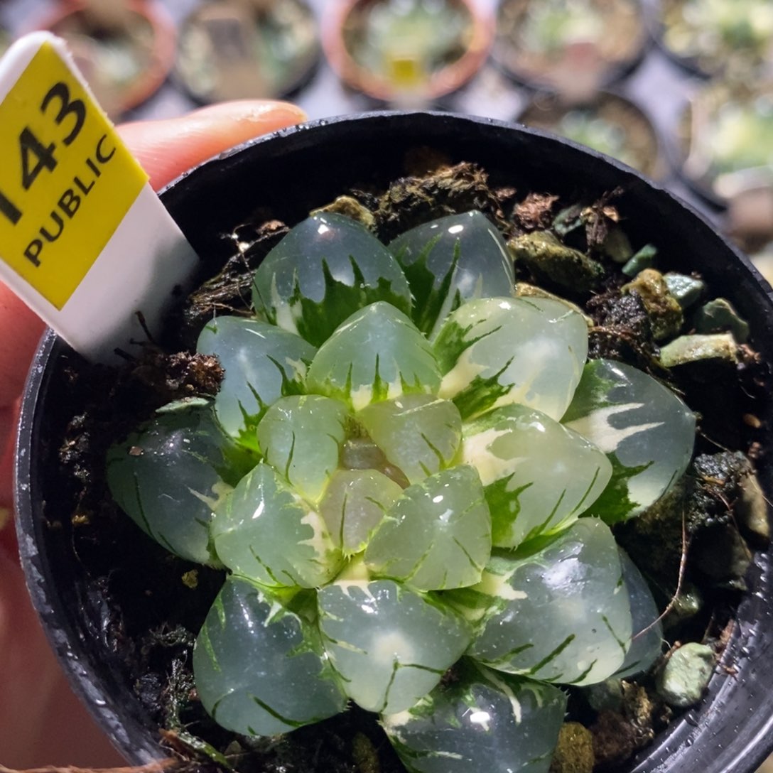 不开花植物143水中月十二卷多肉