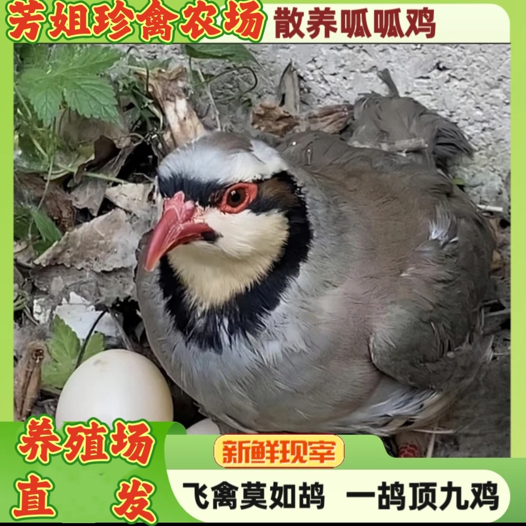 呱呱鸡咕咕鸡小飞龙粮食鸡跑山鸡顺丰包邮 包冰率40%及以上