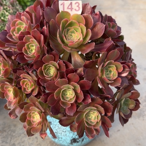 143雅典娜30厘米左右