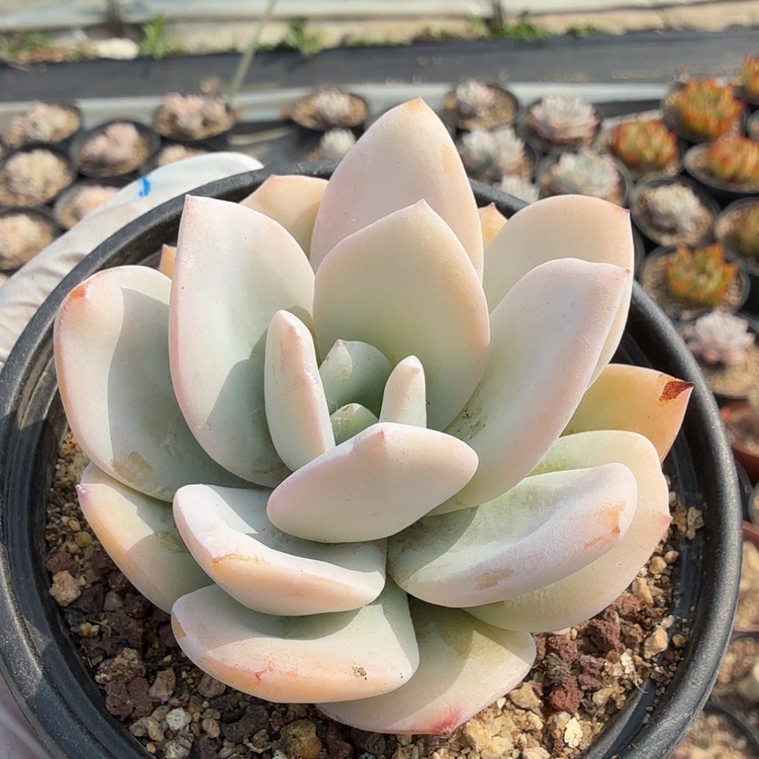 糯米茶，单头7公分，满20包邮