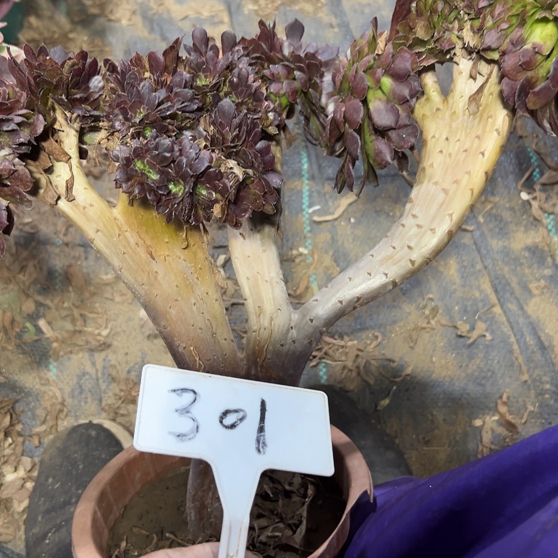 多肉植物铜壶一体化301