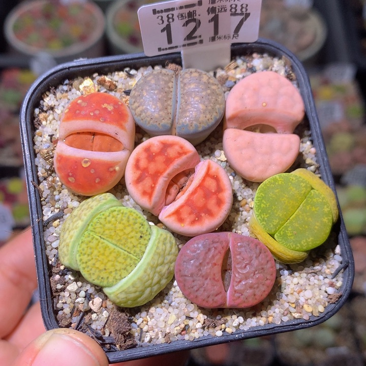zzz精品生石花1217