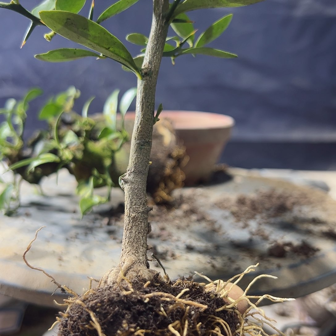 真*趣味把玩diy小苗