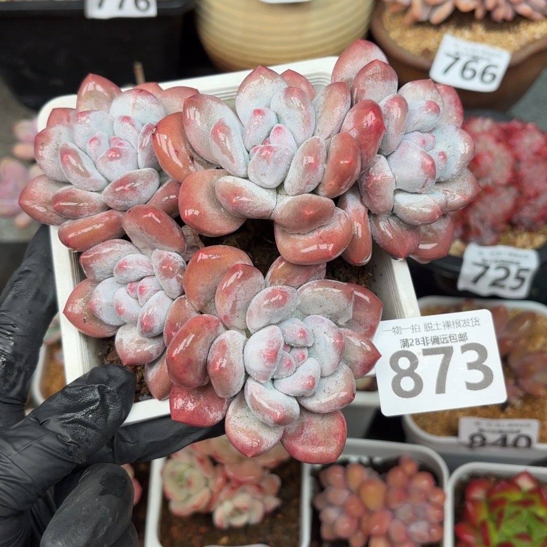 香水老桩无盆土发货