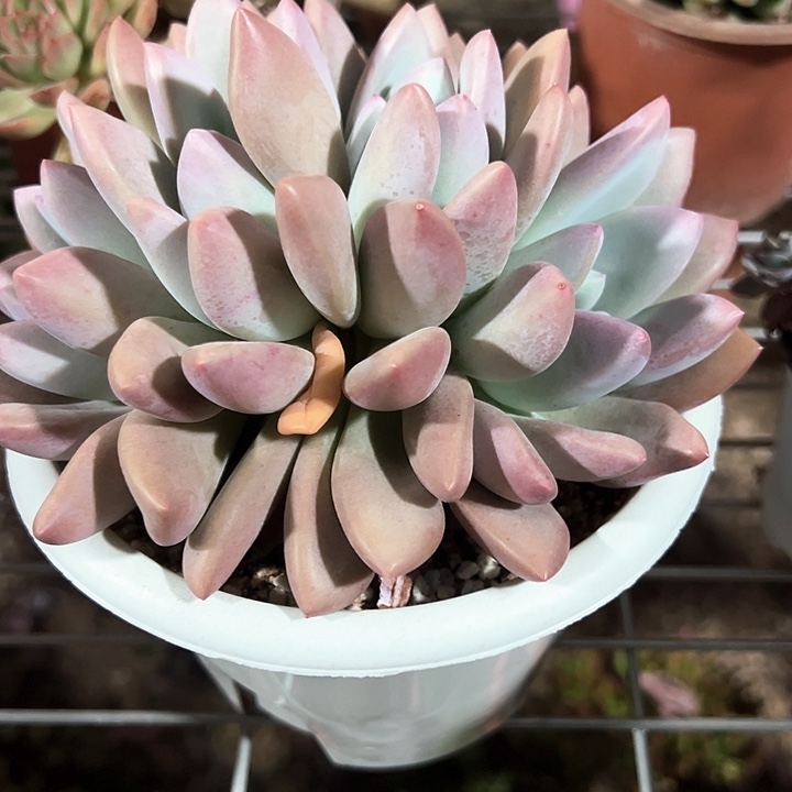 ᨳ****一物一拍多肉奥普朵朵