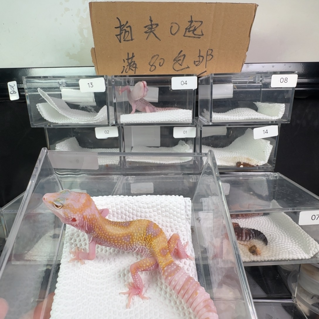 豹纹守宫白黄红眼暴龙妹妹