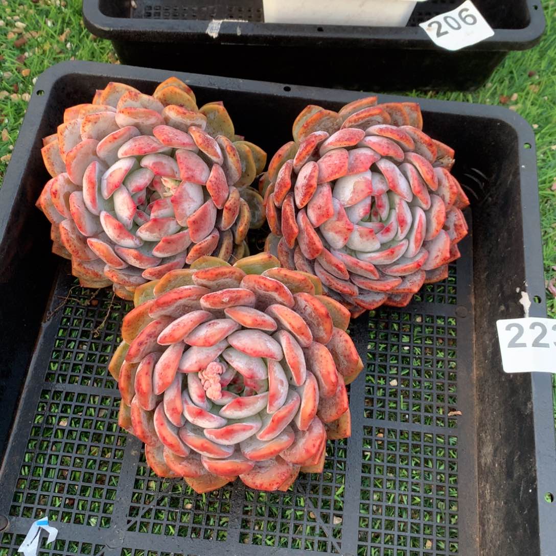 223橙子多肉植物组合