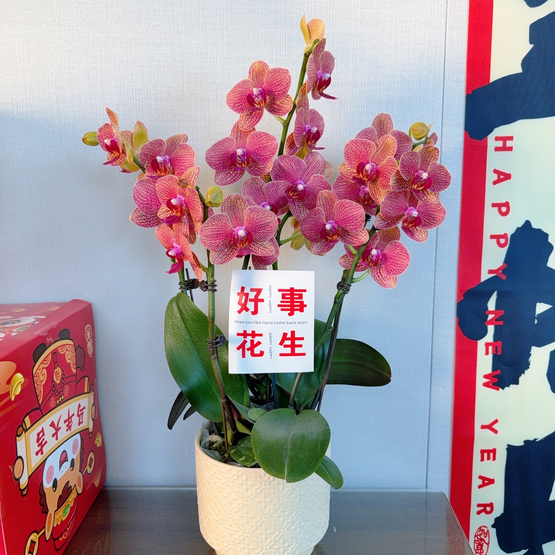 精选蝴蝶兰【心想事橙】金橙色系 室内花卉绿植 基地直发