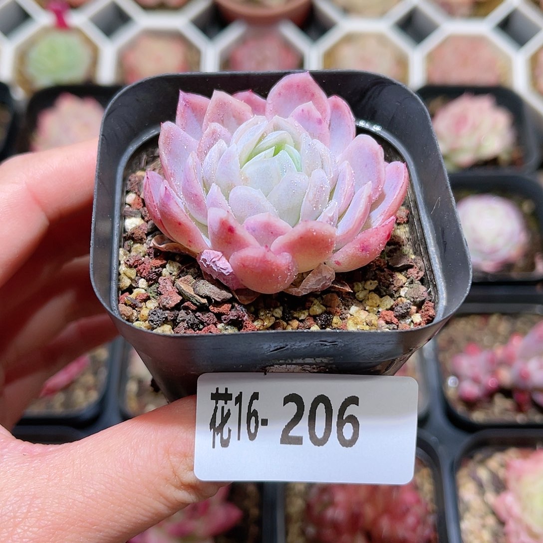 花利美16-206冰梅