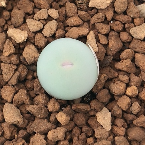 多肉肉锥 1102Ｖ嘴