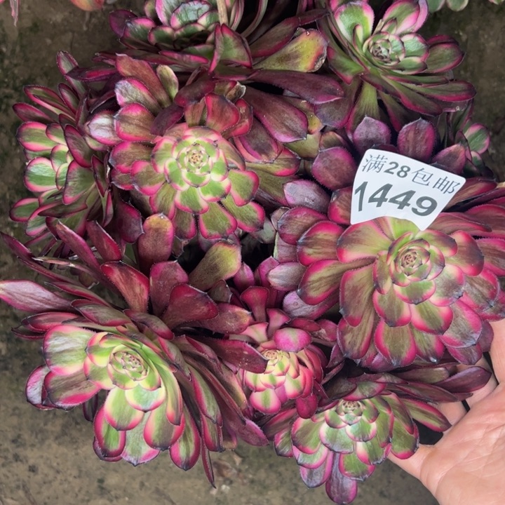 1449红金刚多肉植物