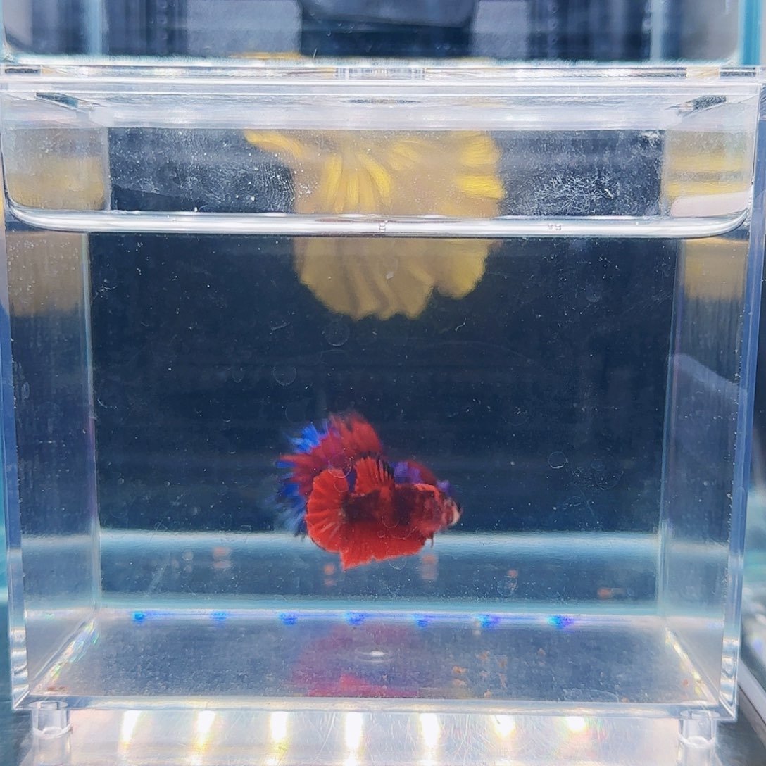 斗鱼活体观赏鱼好养耐活
