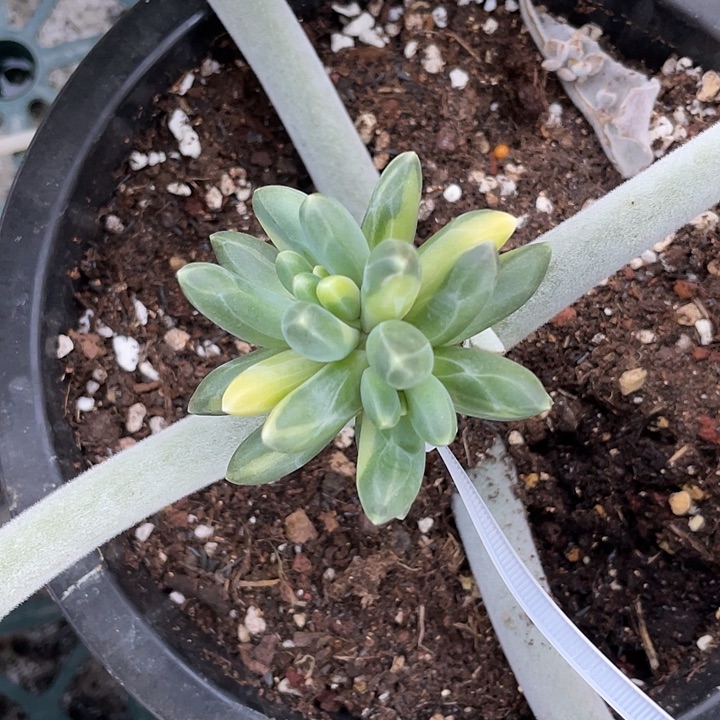 千代田锦一物一拍锦龙