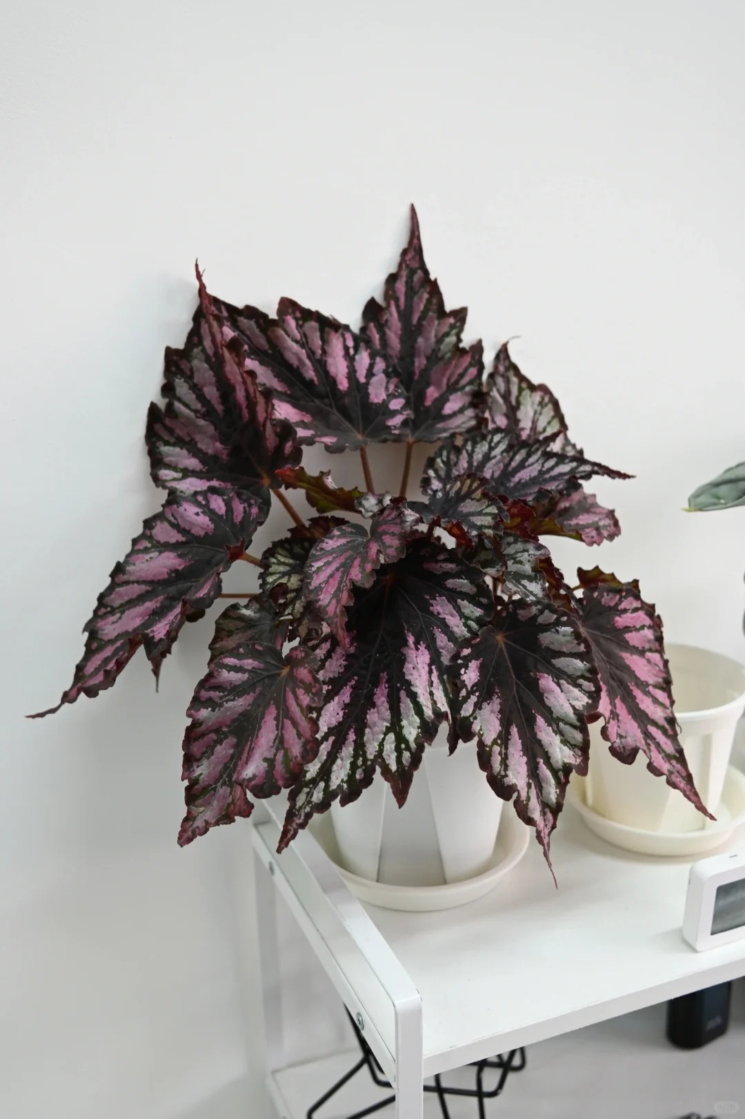 大魔神秋海棠室内观叶植物秋海棠盆栽好养