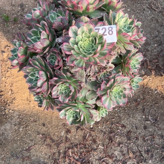 728万彩灯多肉植物花花