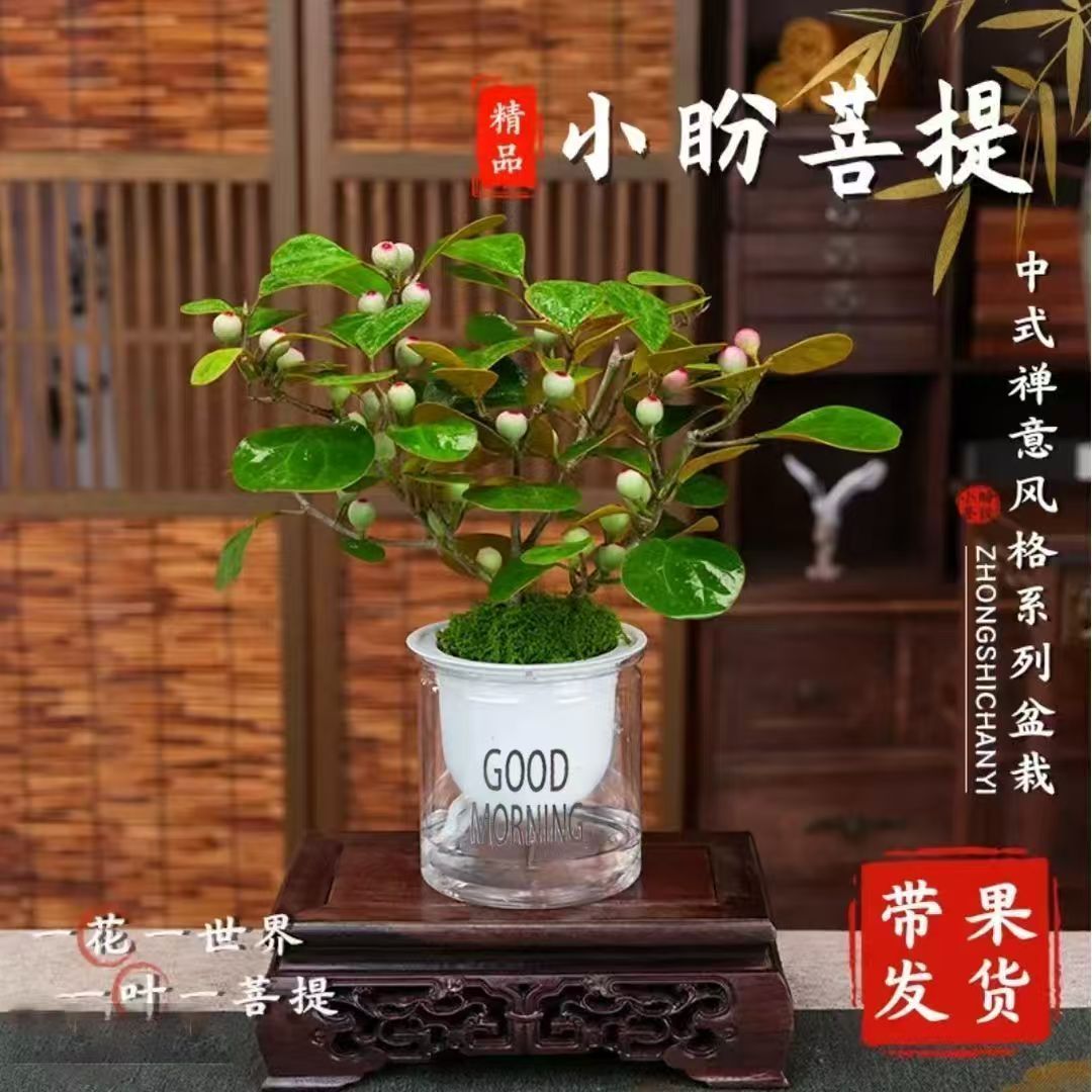 CZ小盼菩提【带果发】禅意盆栽老桩四季好养室内办公室盆景净化空气