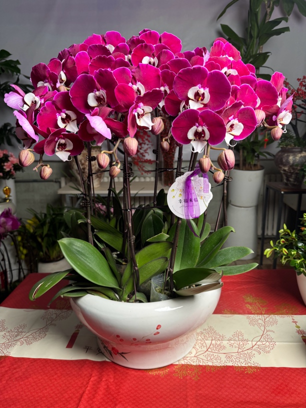 蝴蝶兰带盆带花苞蕾室内四季好养客厅过年送礼物年宵花同城派送