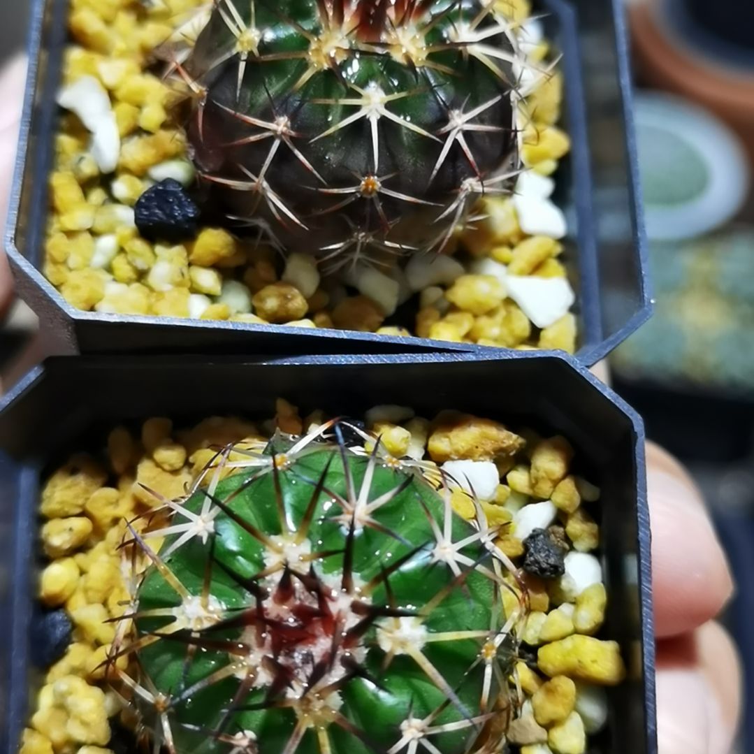 实生大型强黑刺圆盘玉一物一拍