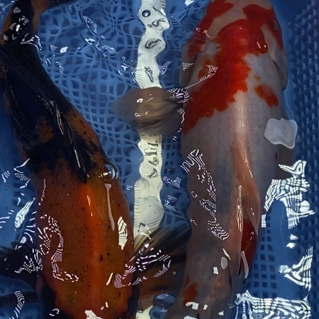 锦鲤冷水锦鲤包邮