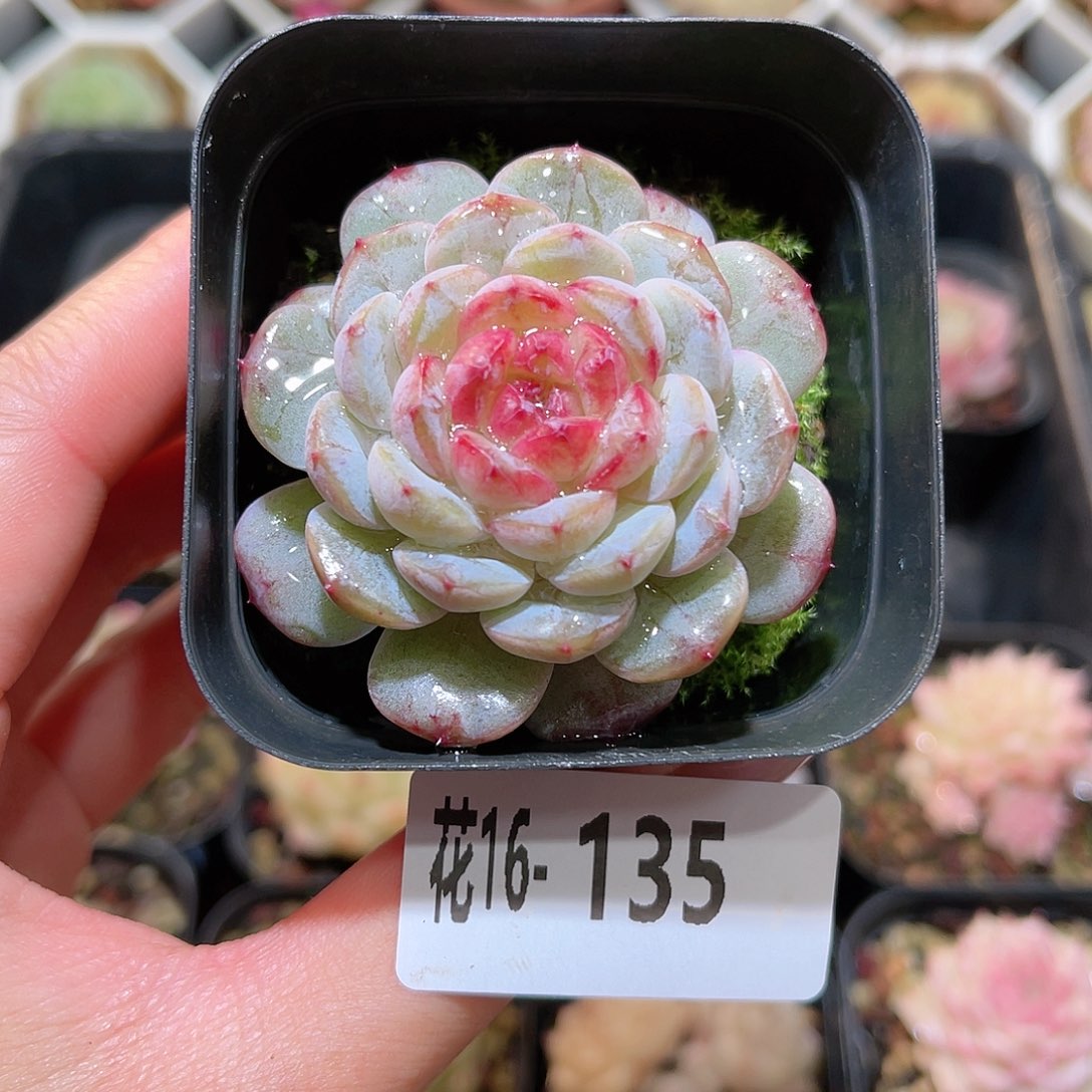 花利美16-135雪颜玉