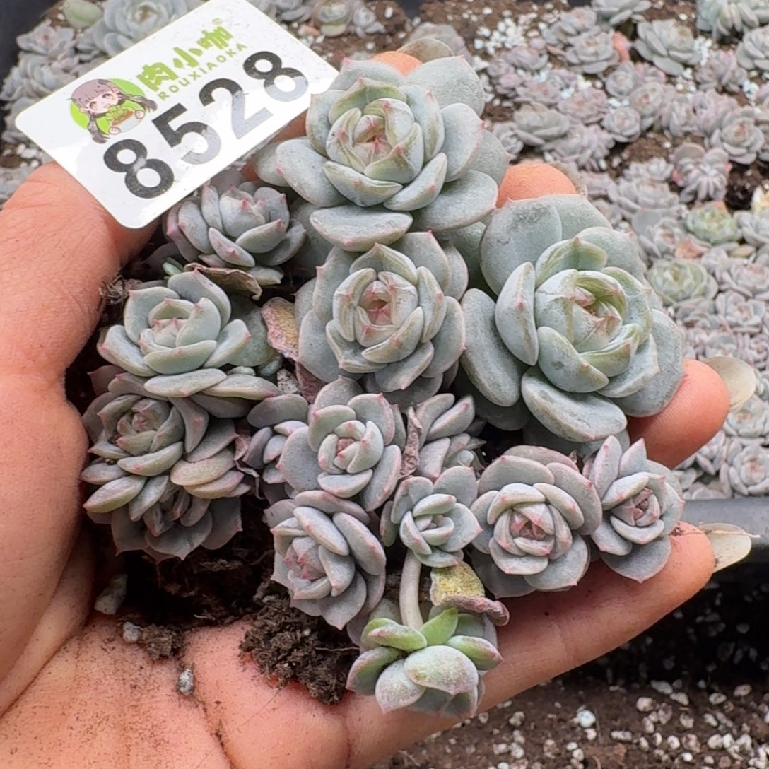 多肉植物多肉植物