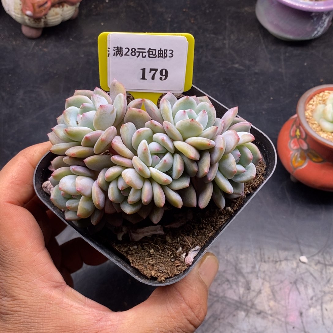 3179丸叶6头石榴仔小树多肉