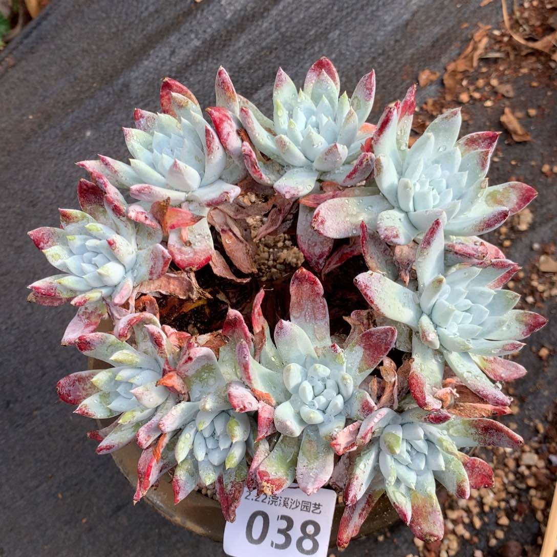 阿金尼038多肉植物