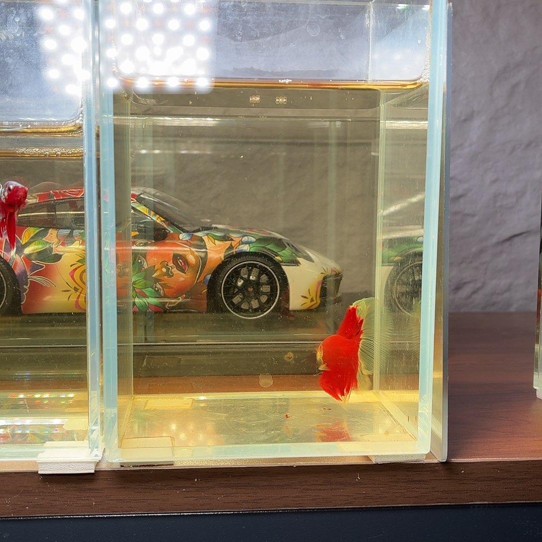 斗鱼红魔半月公鱼