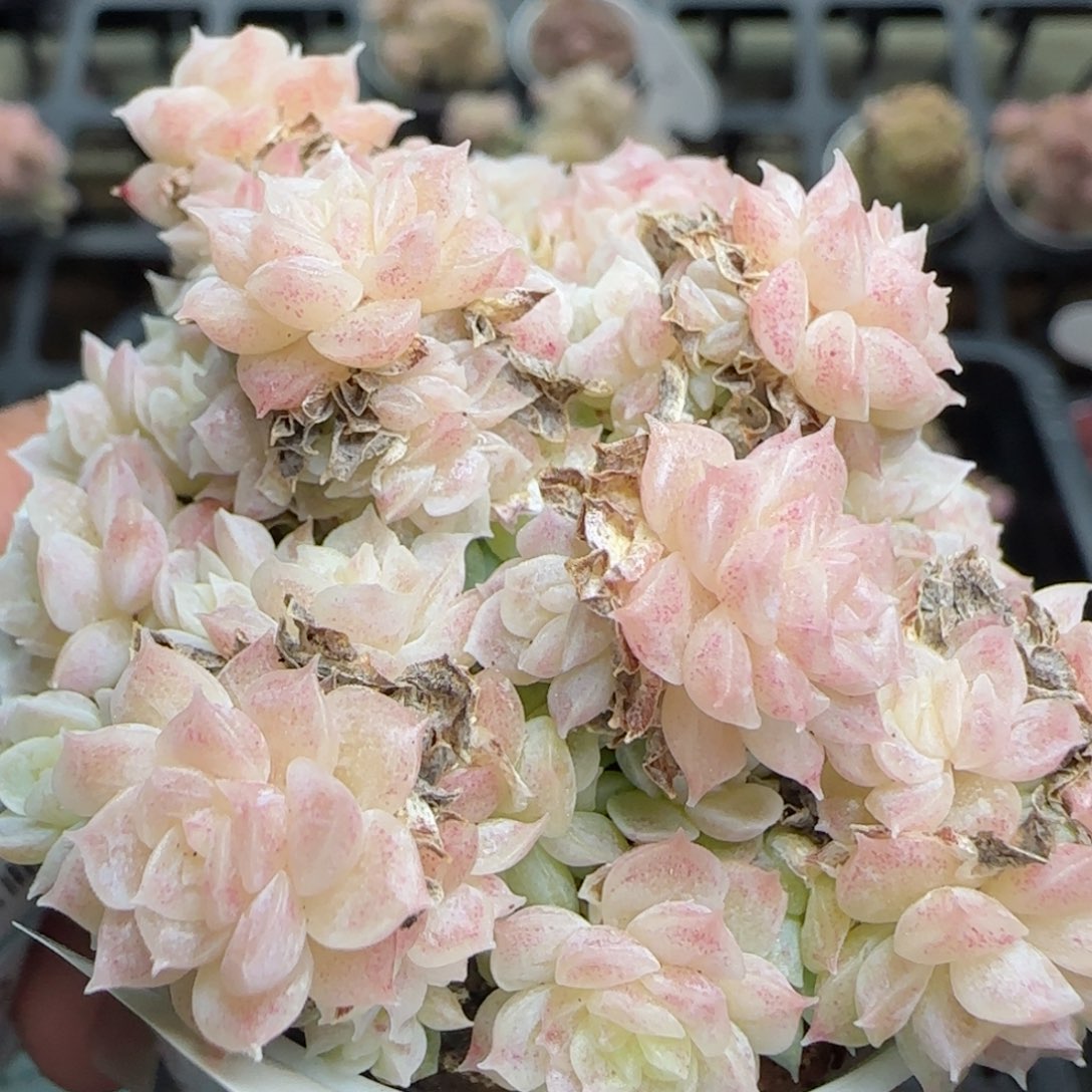 花语逸镜0224-413散