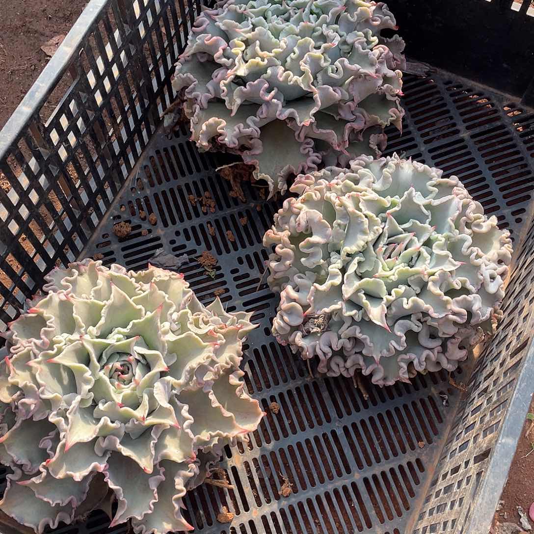 饺子皮22.8米 量拍多肉