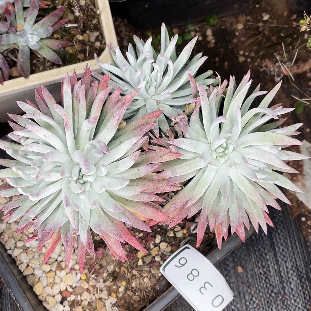 奴婢老桩多头0386