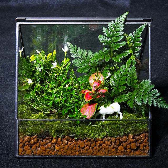 G【三角形】苔藓微景观生态瓶自然微缩森林景观瓶桌面植物摆件