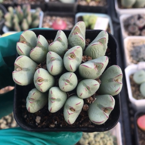 多肉肉锥 17头元宝口笛