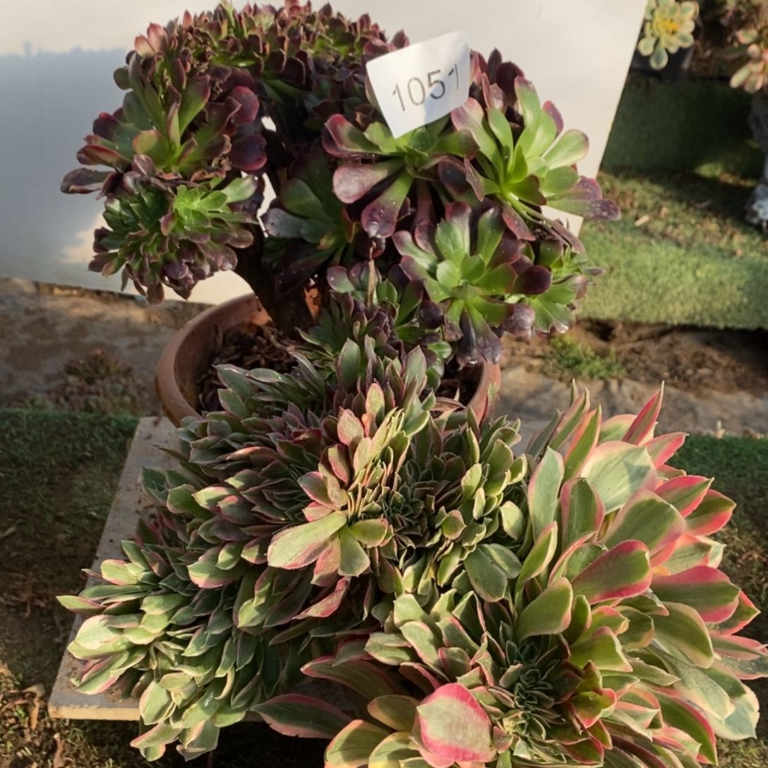 欧嘉莉➕女神1051号多肉