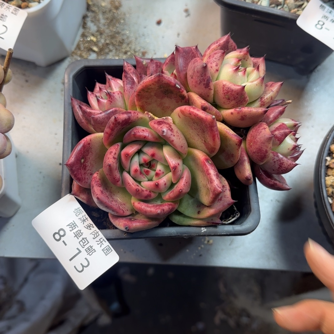 8-13红颜密语杂多肉植物