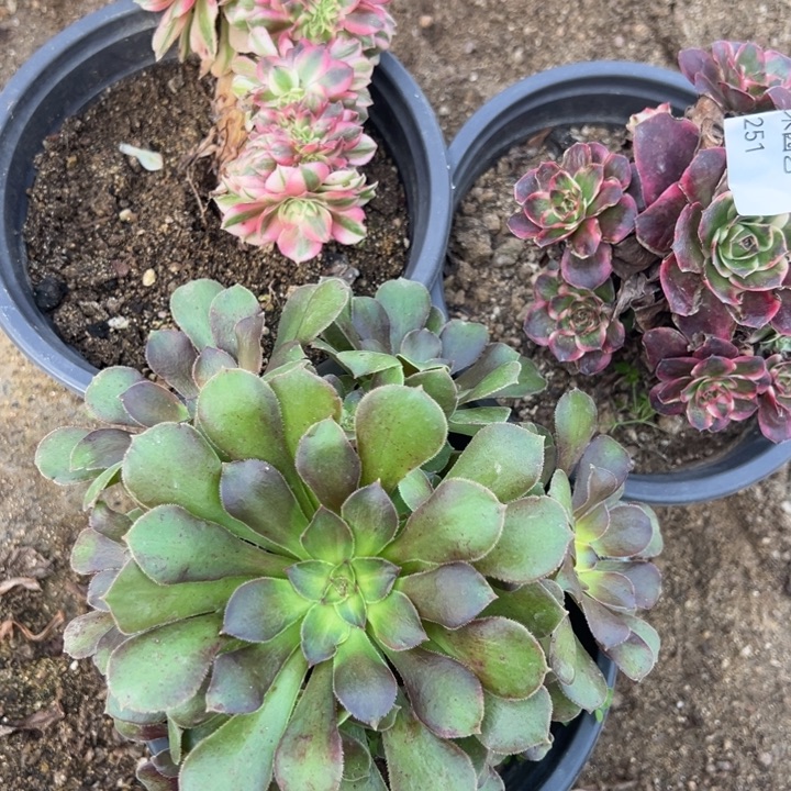 倾城纳福绍七彩三颗组250-51-52