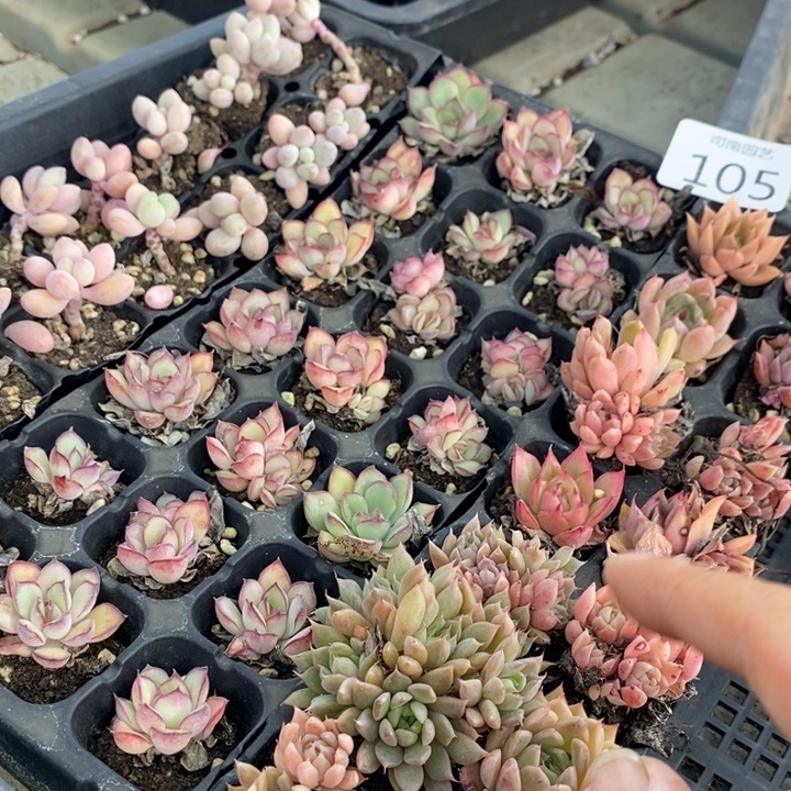 105 多肉植物盆栽花卉植物