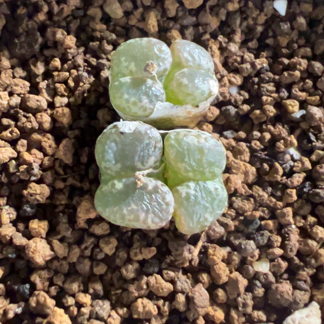 8-28肉锥多肉植物