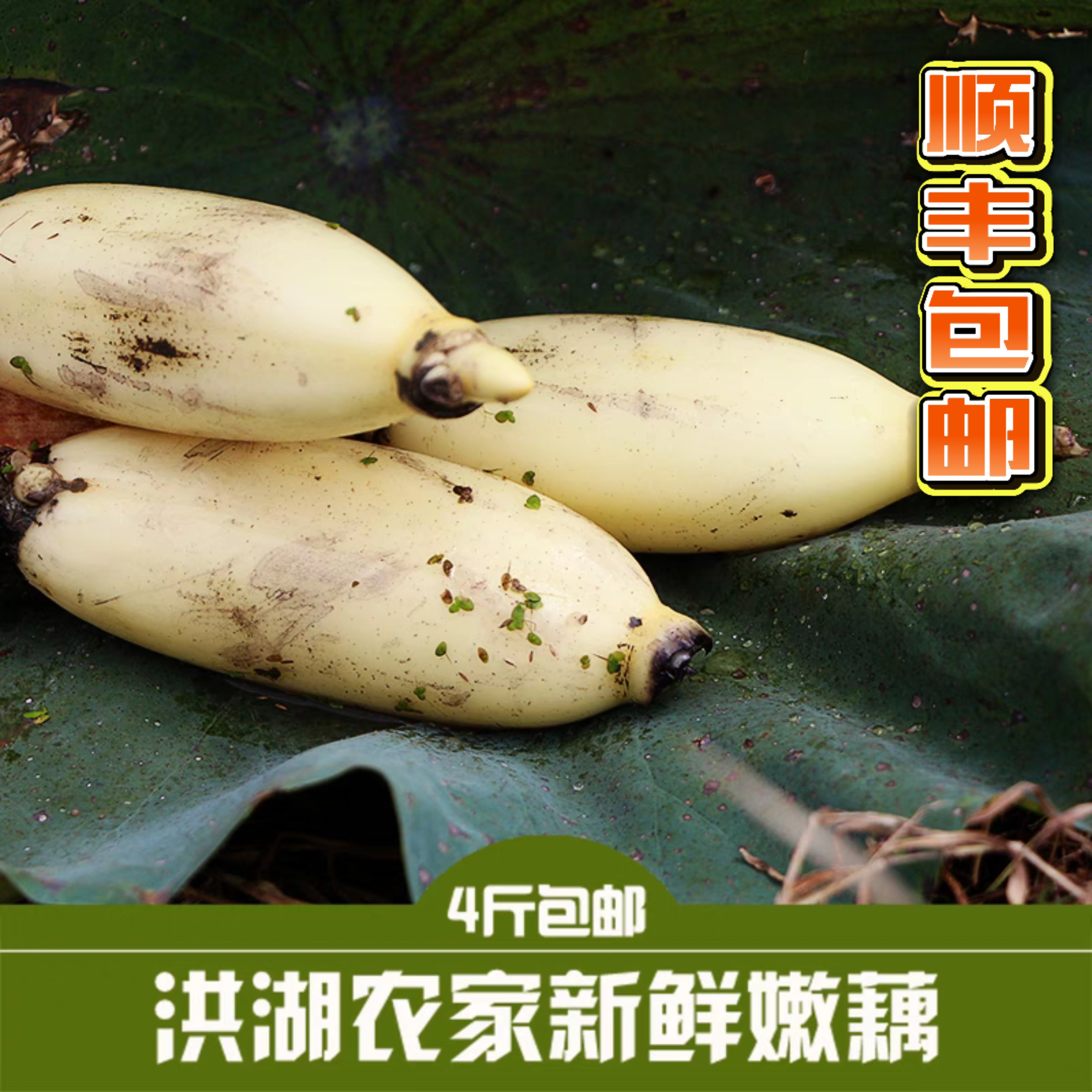 洪湖嫩莲藕新花藕4斤生吃脆嫩清甜当日现挖湖北新鲜凉拌莲藕带泥